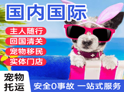 伊春空运代理国际宠物托运 【国